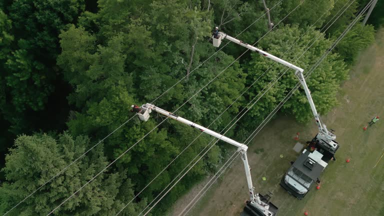 Best Tree Trimming and Pruning  in USA